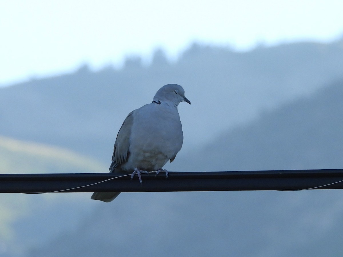 Eurasian Collared-Dove - ML623503036