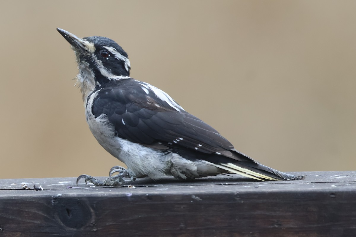 Hairy Woodpecker - ML623503100