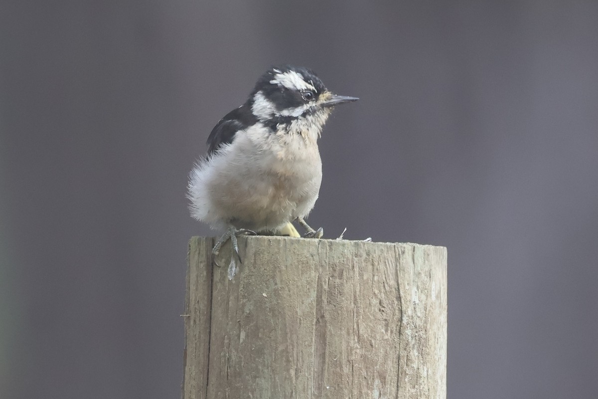 Downy Woodpecker - ML623503114