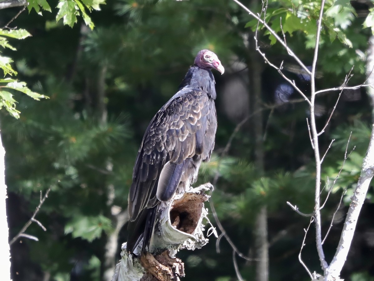 Turkey Vulture - ML623503127