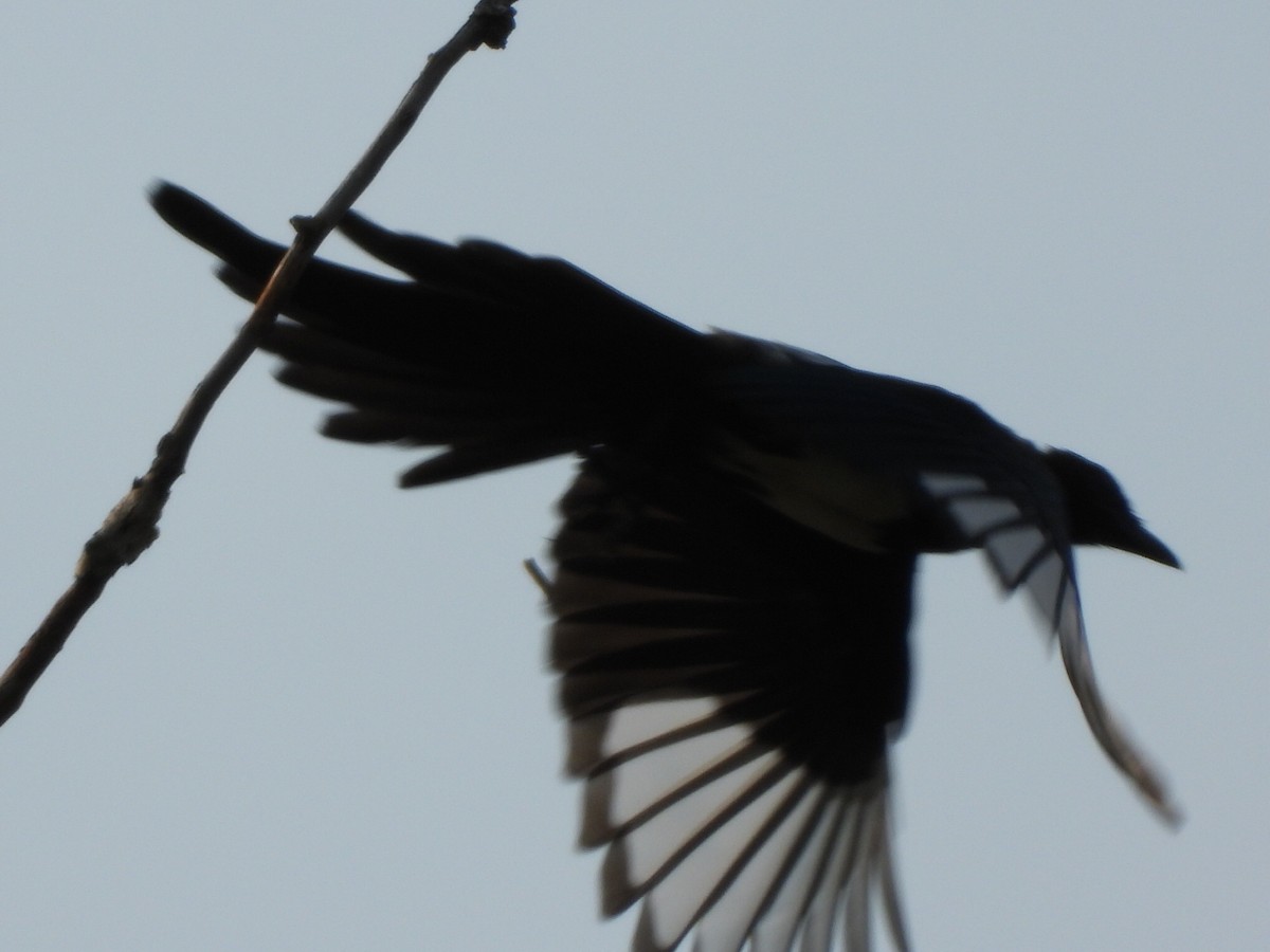 Black-billed Magpie - ML623503199