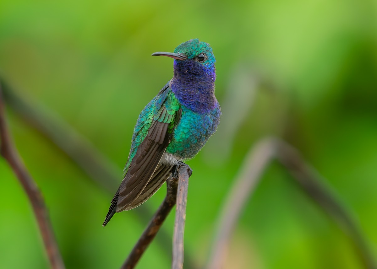 Sapphire-throated Hummingbird - ML623503290