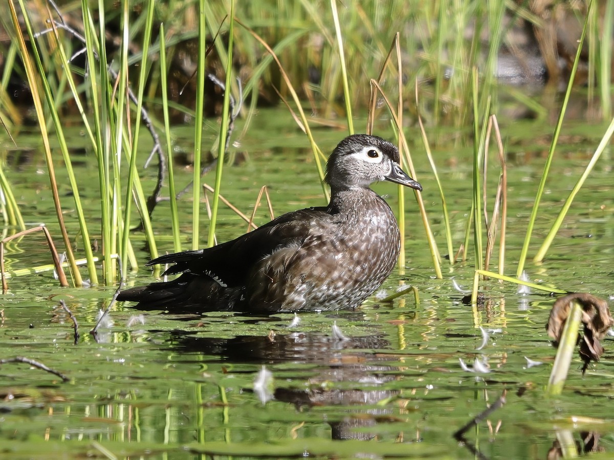 Wood Duck - ML623503291