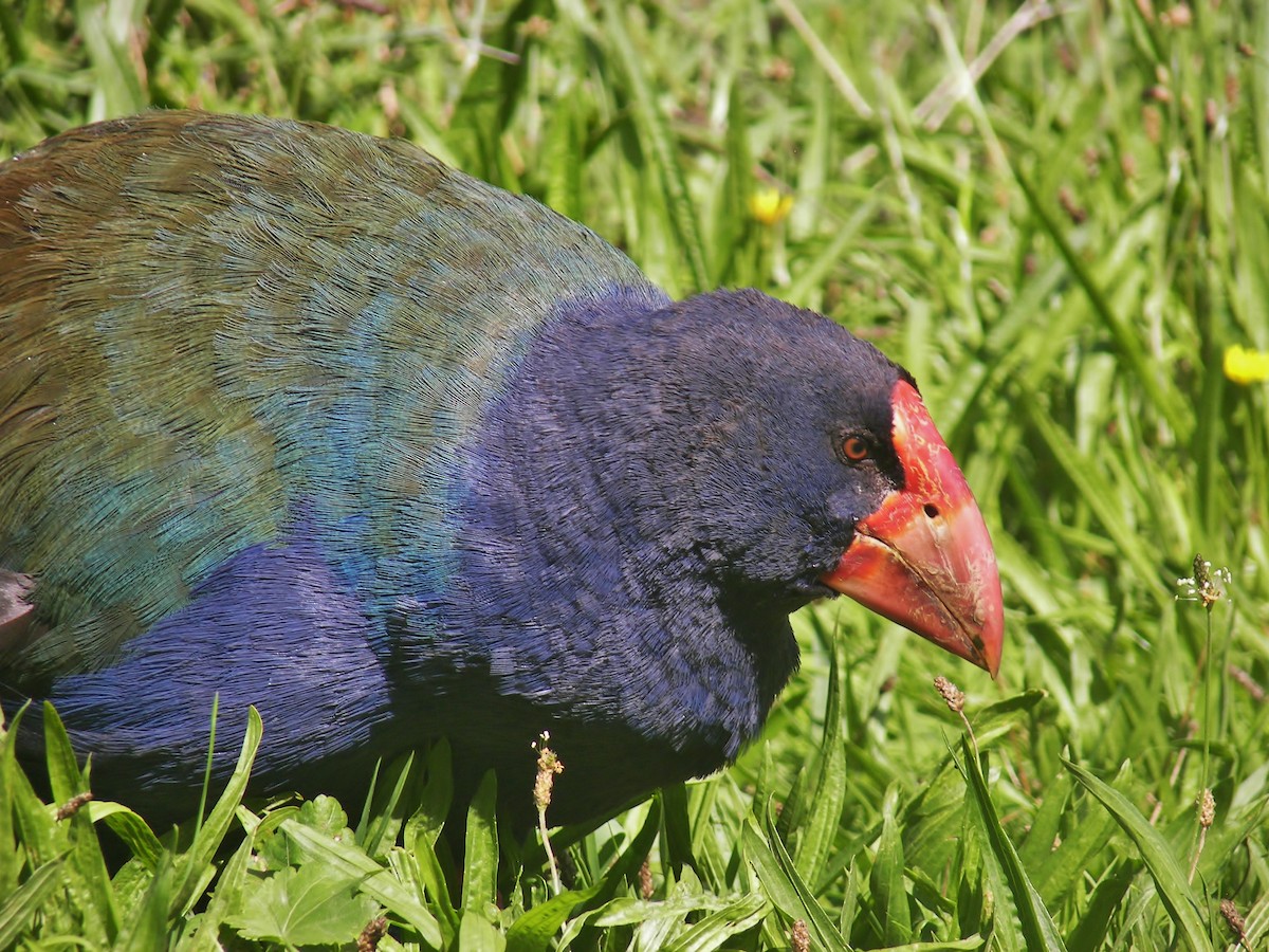 South Island Takahe - ML623503294