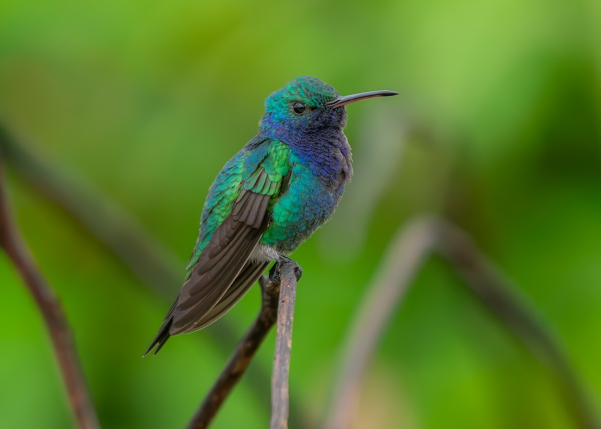 Sapphire-throated Hummingbird - ML623503308