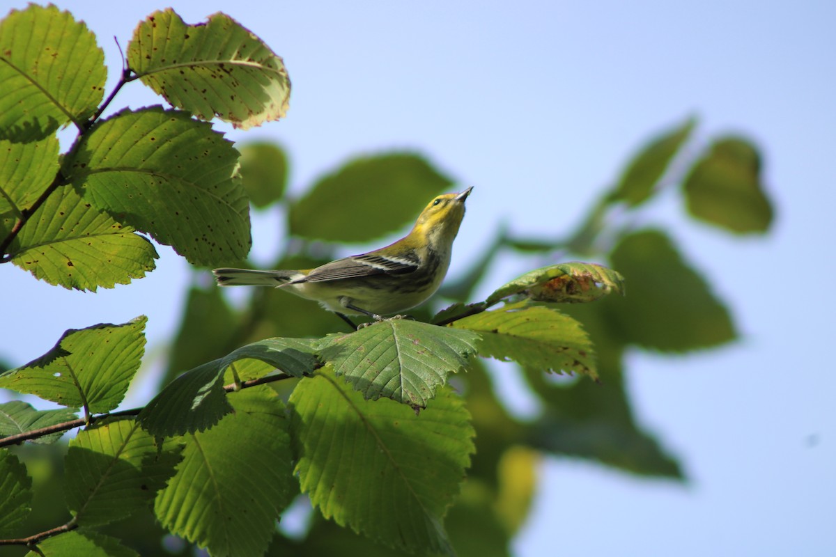 Grünmantel-Waldsänger - ML623503309