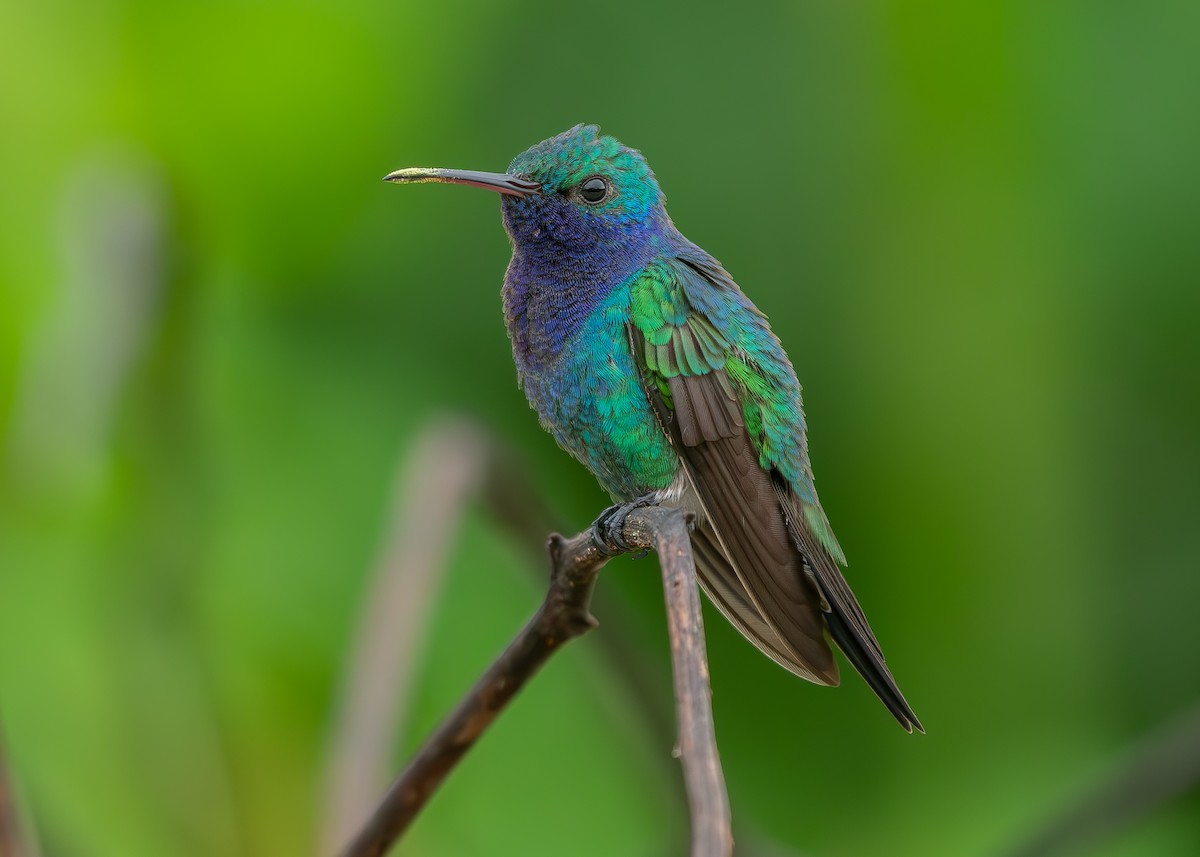 Sapphire-throated Hummingbird - ML623503310