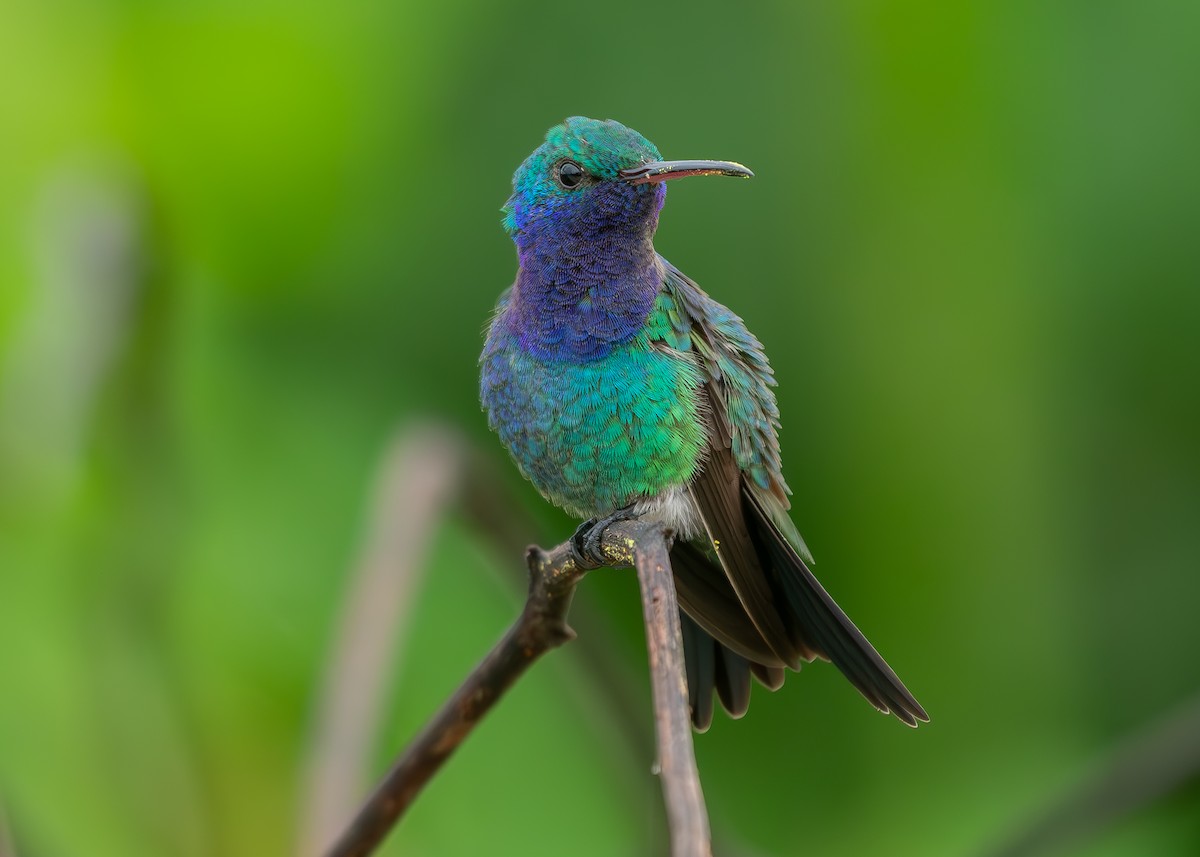 Sapphire-throated Hummingbird - Andres Paniagua