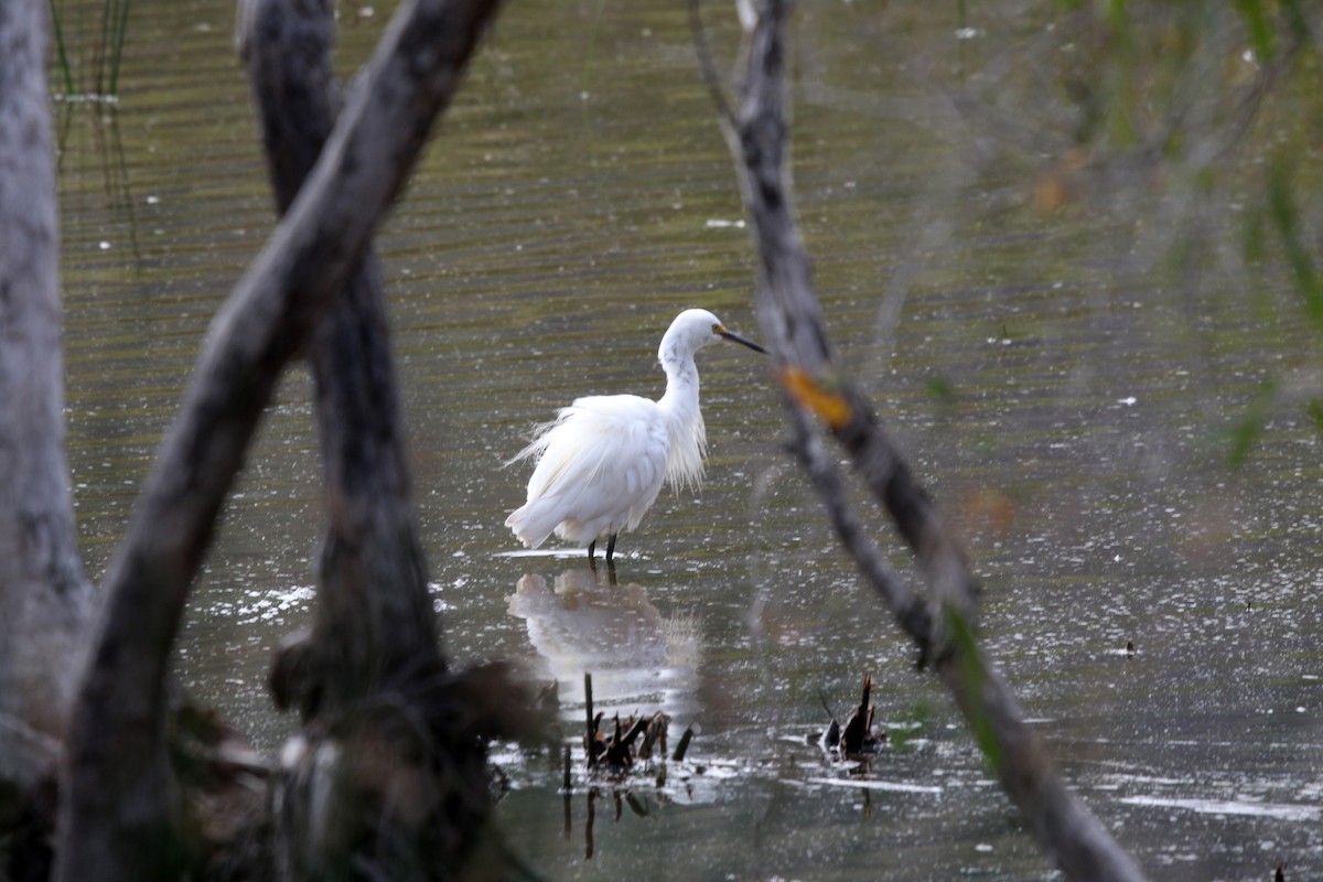 Little Egret (Australasian) - ML623503319