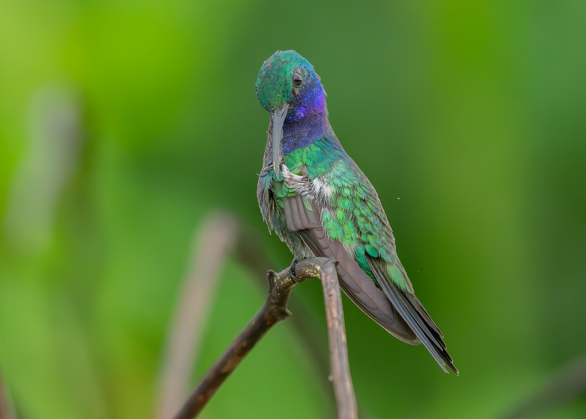 Sapphire-throated Hummingbird - ML623503322