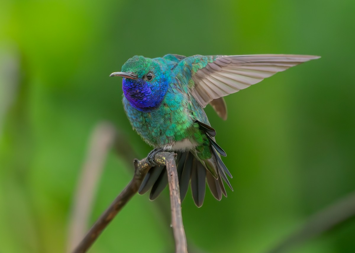 Sapphire-throated Hummingbird - ML623503325