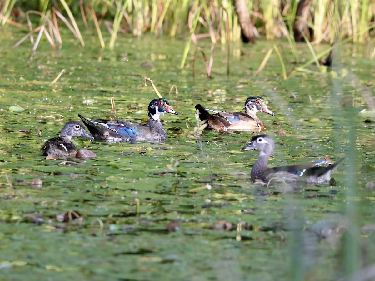 Wood Duck - ML623503328