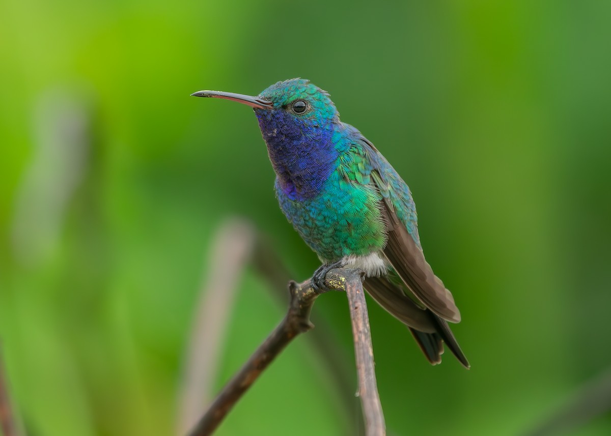 Sapphire-throated Hummingbird - ML623503329