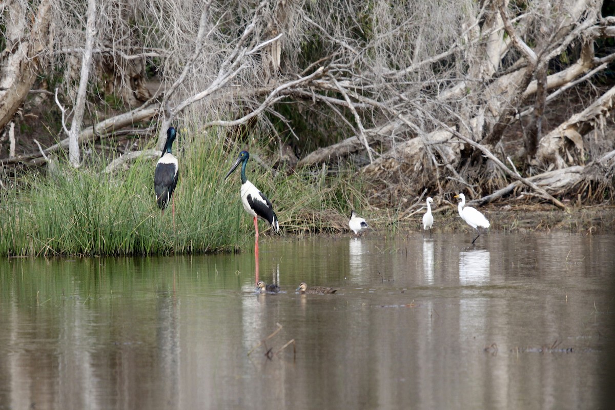 Black-necked Stork - ML623503336