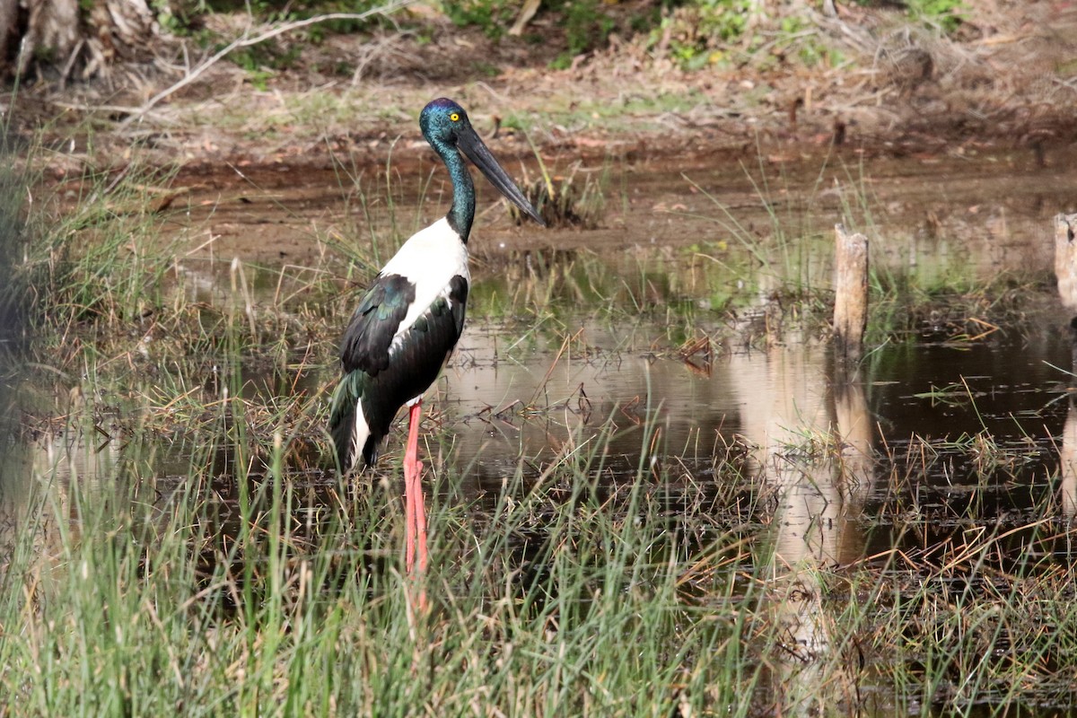 Black-necked Stork - ML623503337