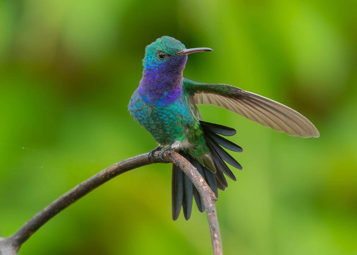 Sapphire-throated Hummingbird - ML623503338