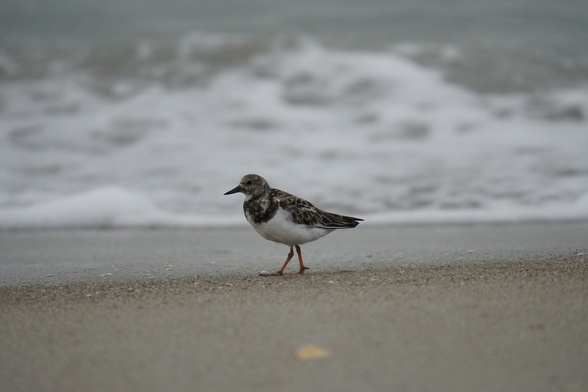 Ruddy Turnstone - ML623503381