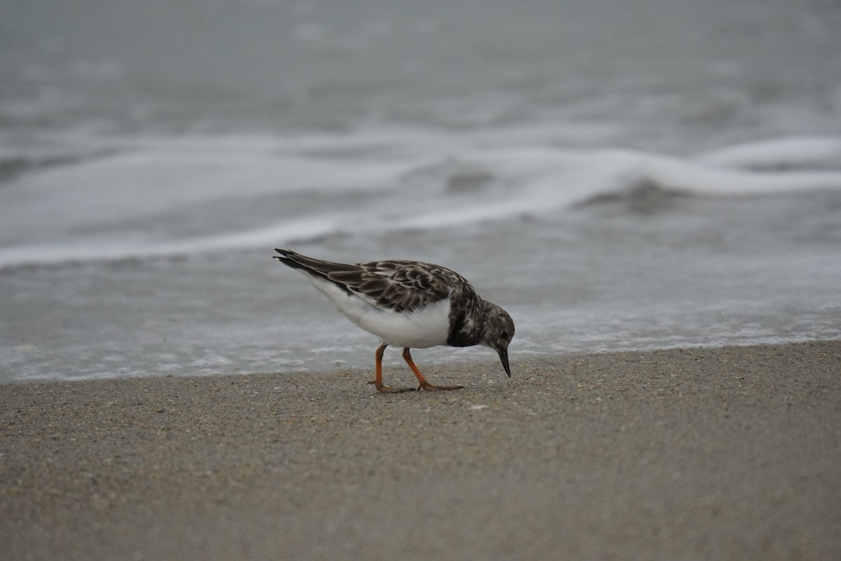 Ruddy Turnstone - ML623503382