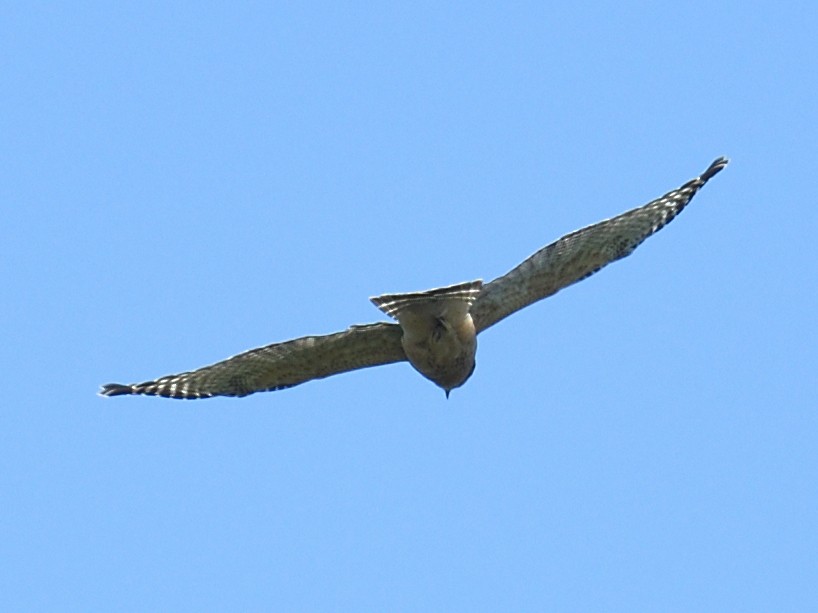 Red-shouldered Hawk - Colin Fisher