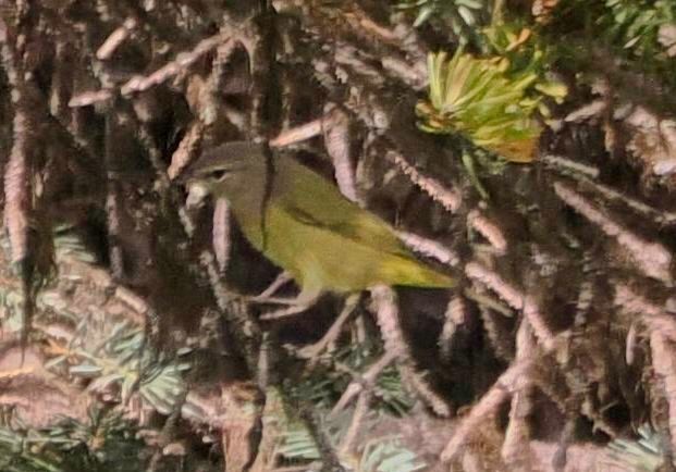 MacGillivray's Warbler - ML623503418