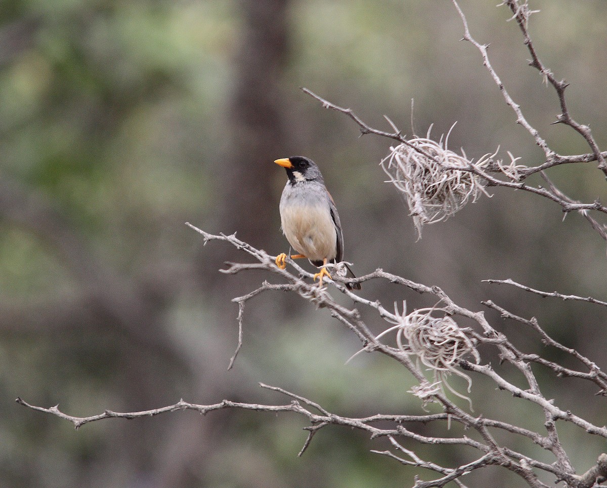 Buff-bridled Inca-Finch - ML623503433