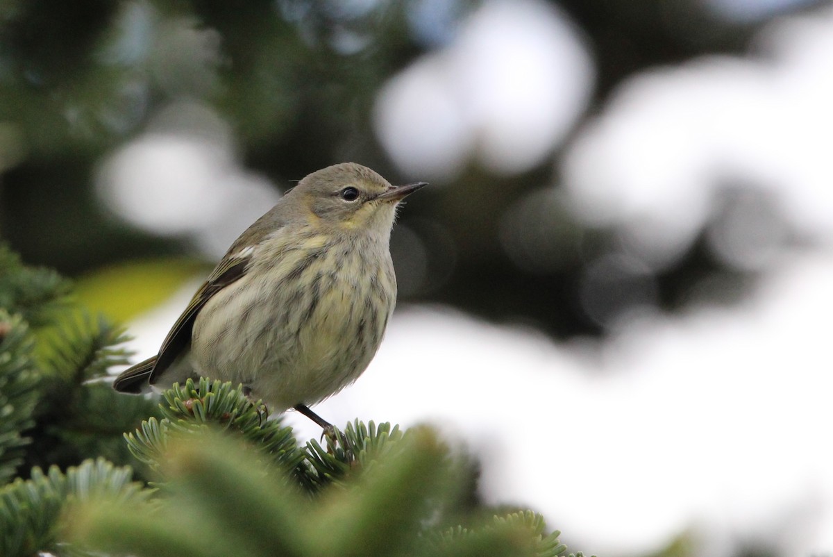 Cape May Warbler - ML623503446