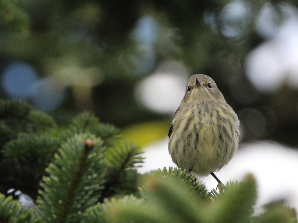 Cape May Warbler - ML623503447
