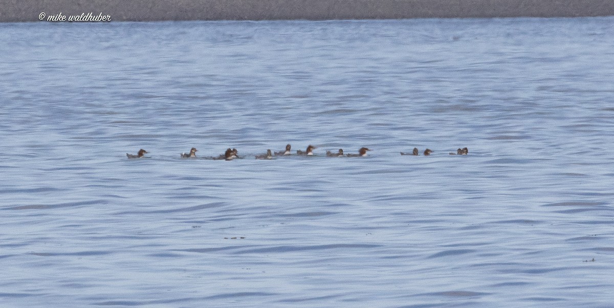 Common Merganser - ML623503536