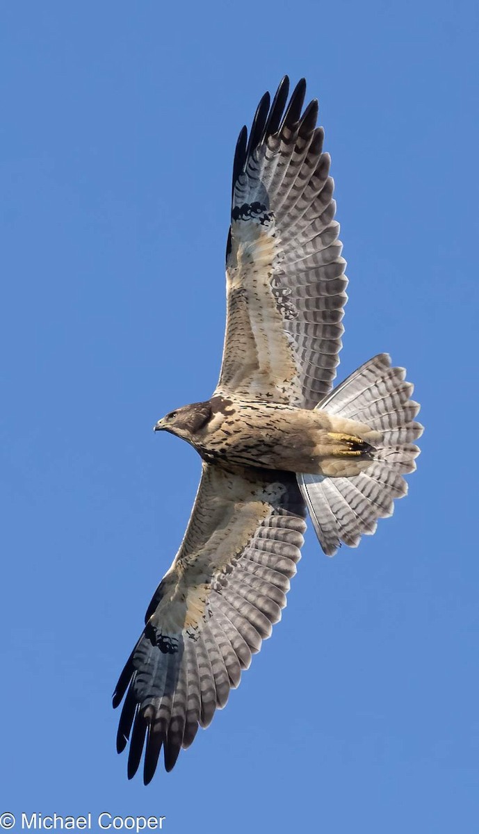 Swainson's Hawk - ML623503538