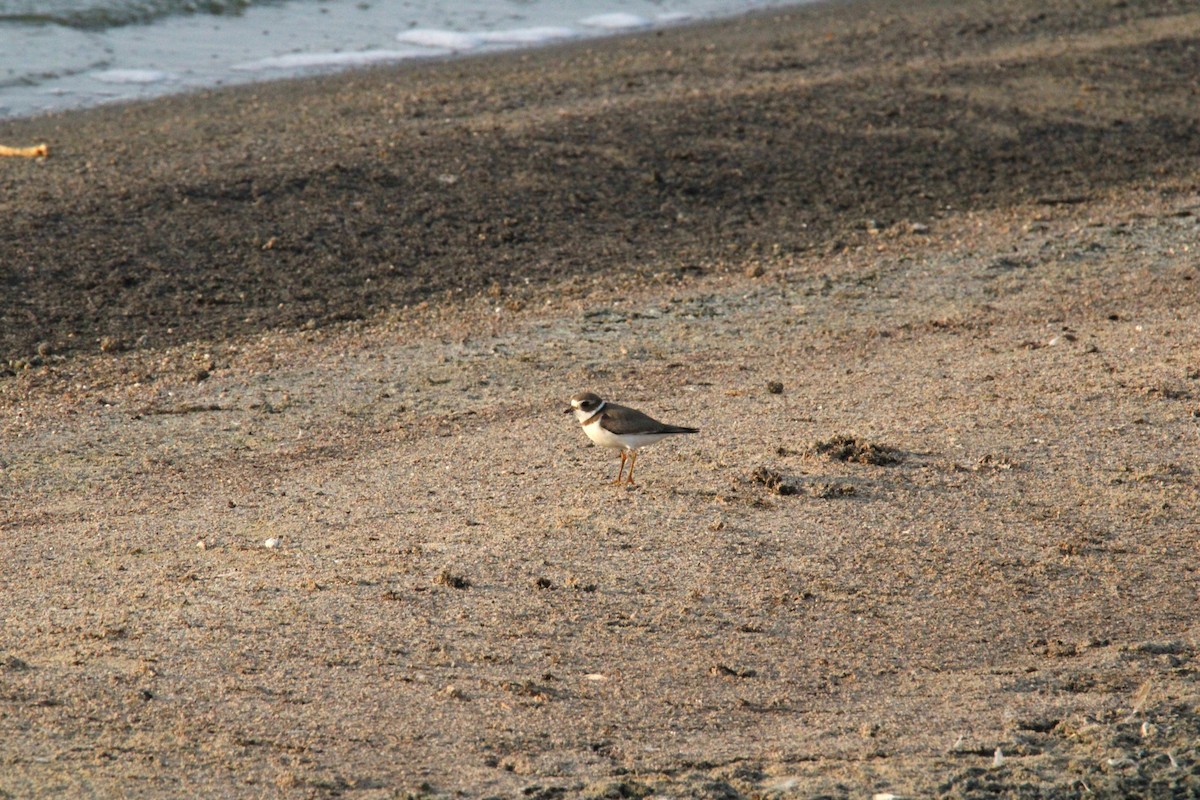 Semipalmated Plover - ML623503540