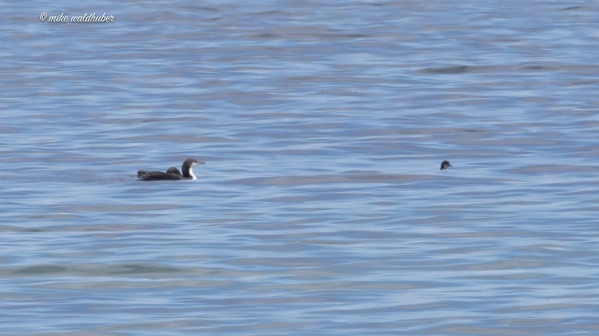 Pacific Loon - ML623503541