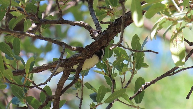 Black-throated Gray Warbler - ML623503590