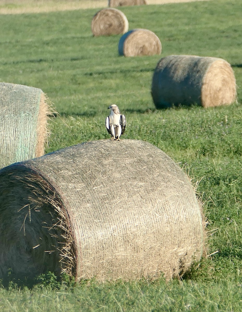 eBird Checklist - 6 Sep 2024 - TWP RD 244 W. of HWY 22 to Ridge Rd at ...