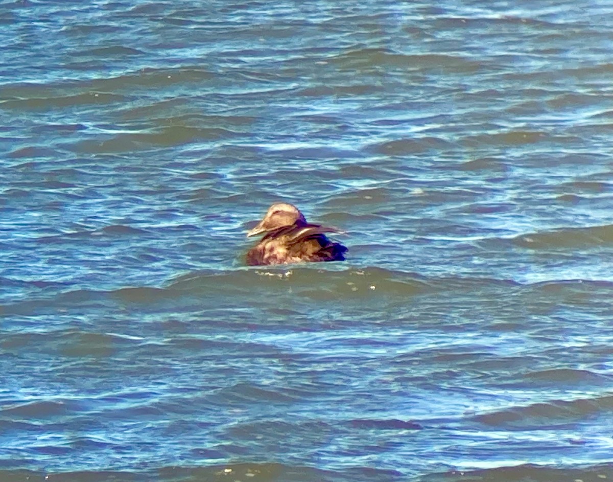 Common Eider - ML623503668