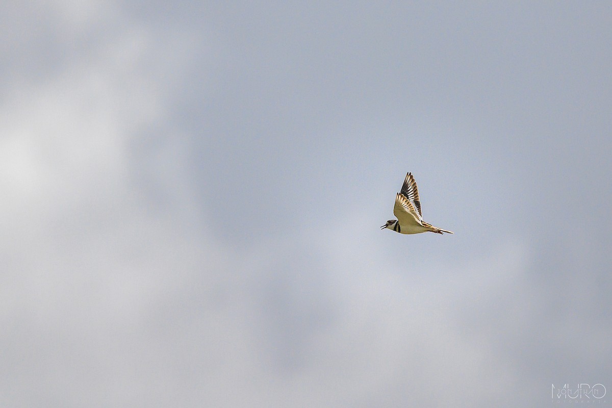 Killdeer - ML623503683