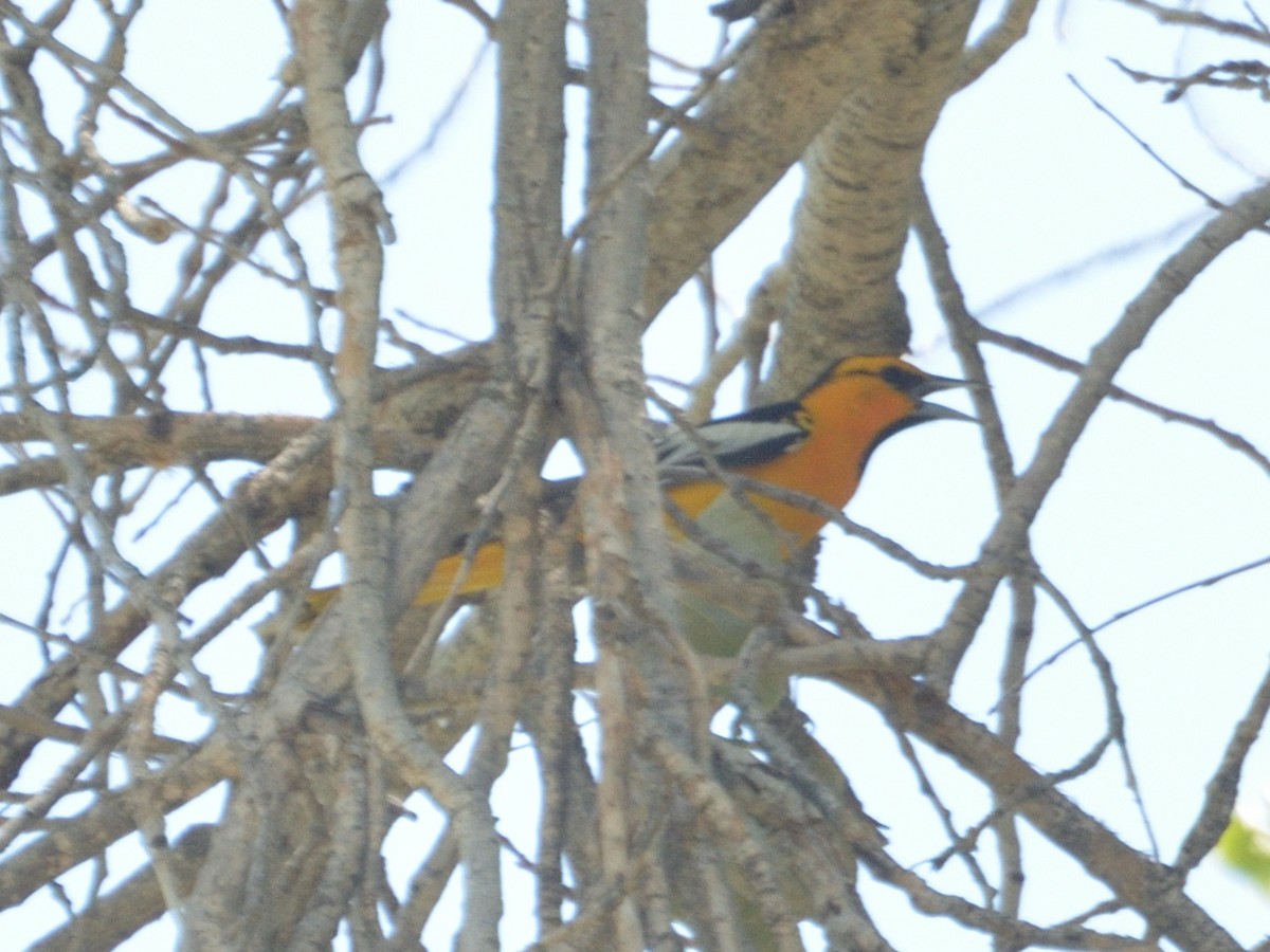 Bullock's Oriole - ML623503688