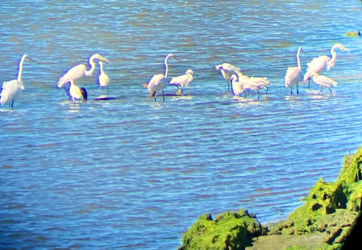 Snowy Egret - ML623503696