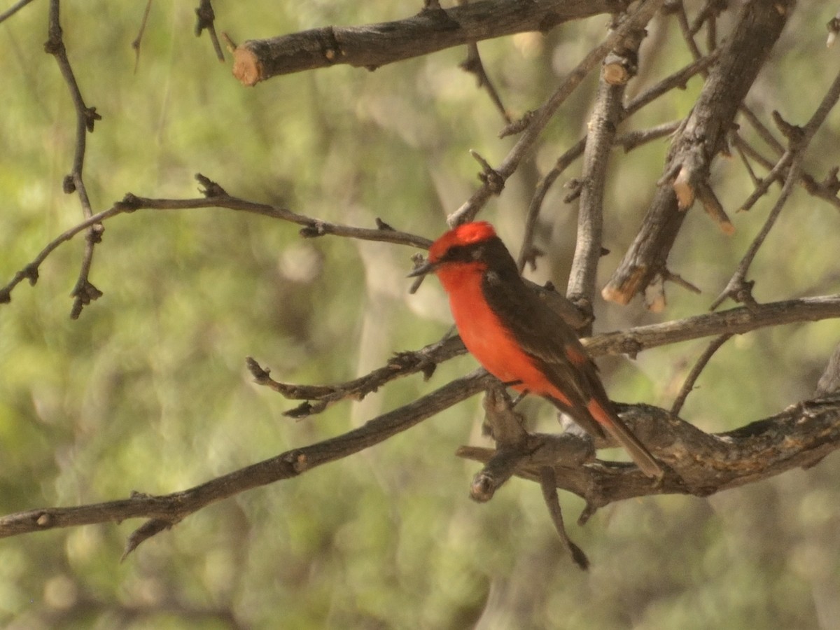 Vermilion Flycatcher - ML623503697