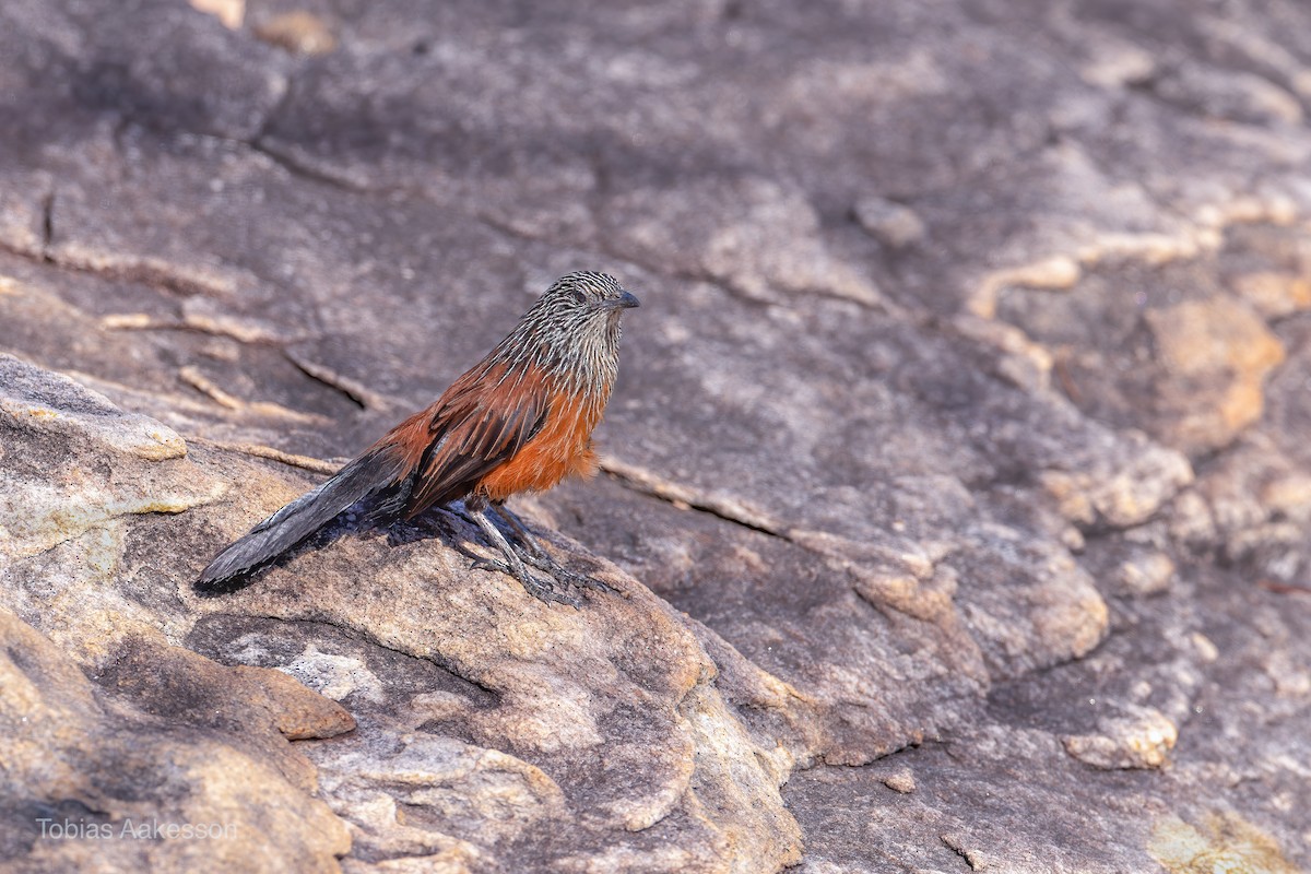 Black Grasswren - ML623503709