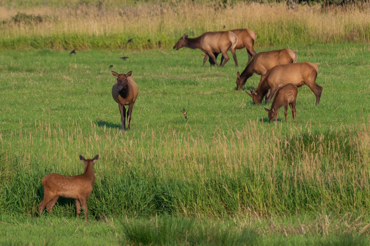 Асрын хараацай - ML623503741
