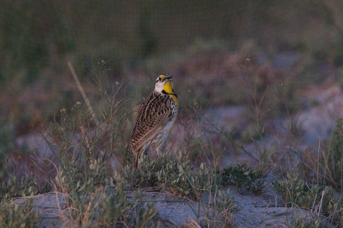 Chihuahuan Meadowlark - ML623503785