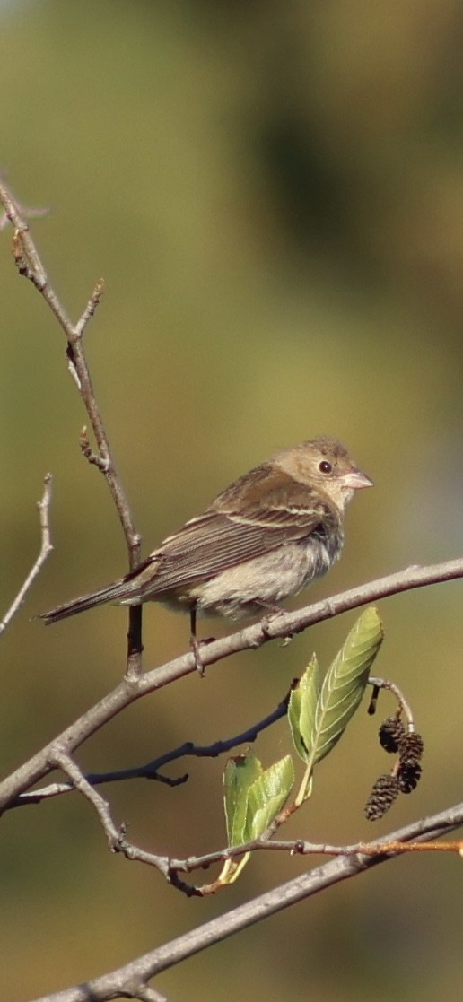 Lazuli Bunting - ML623503900