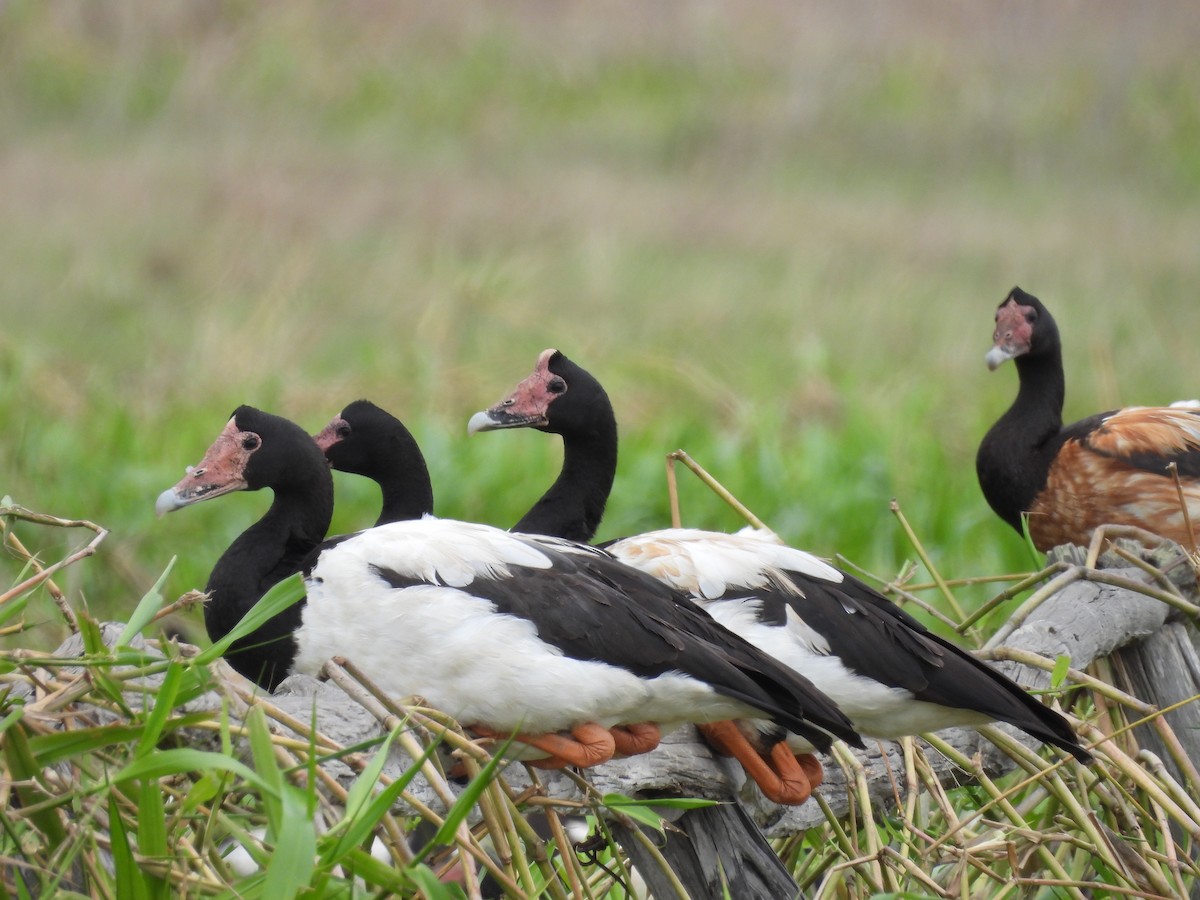 Magpie Goose - ML623503923