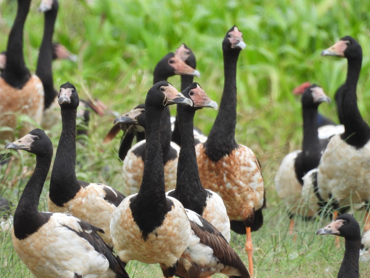 Magpie Goose - ML623503924