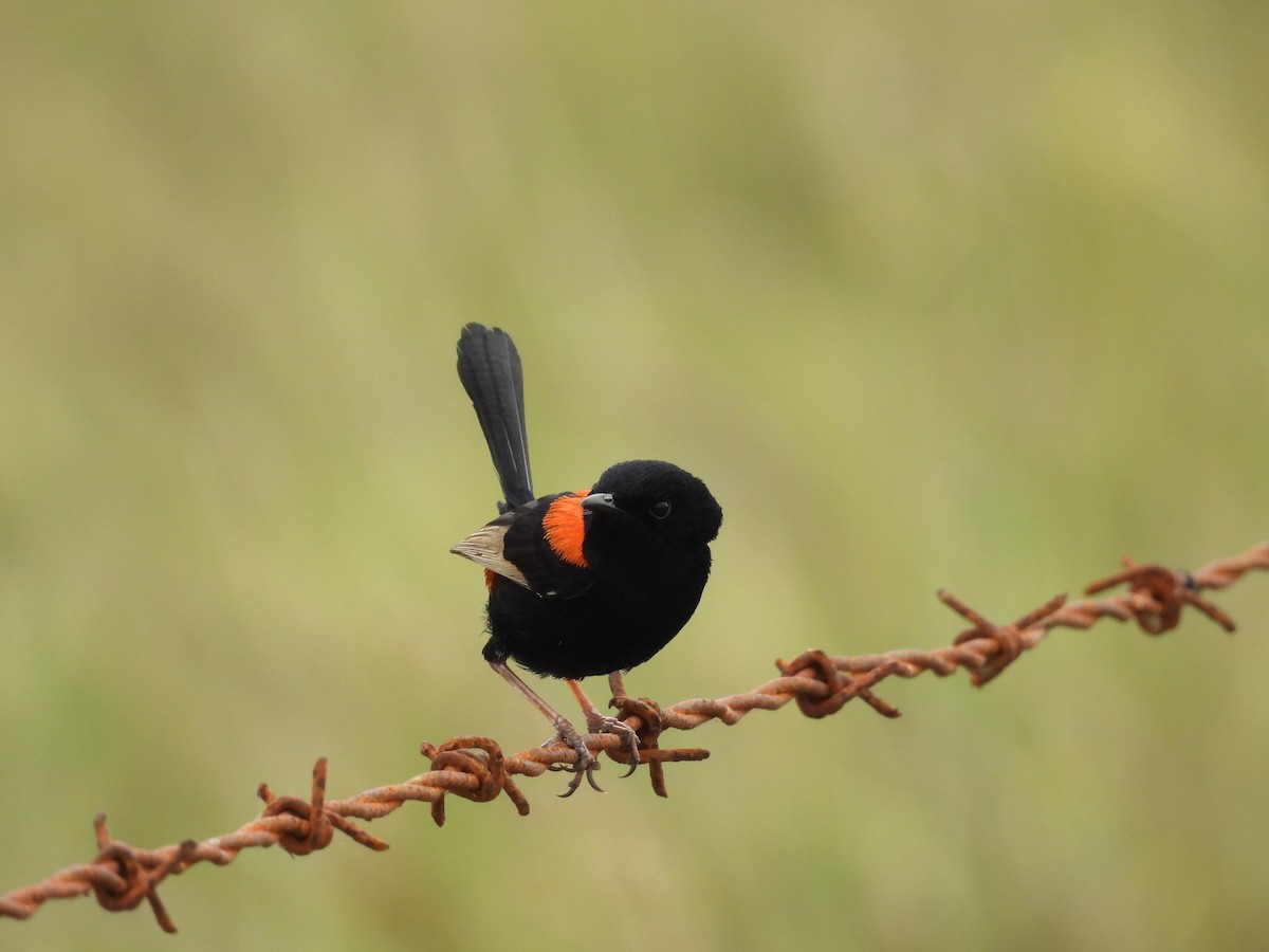 Red-backed Fairywren - ML623503937