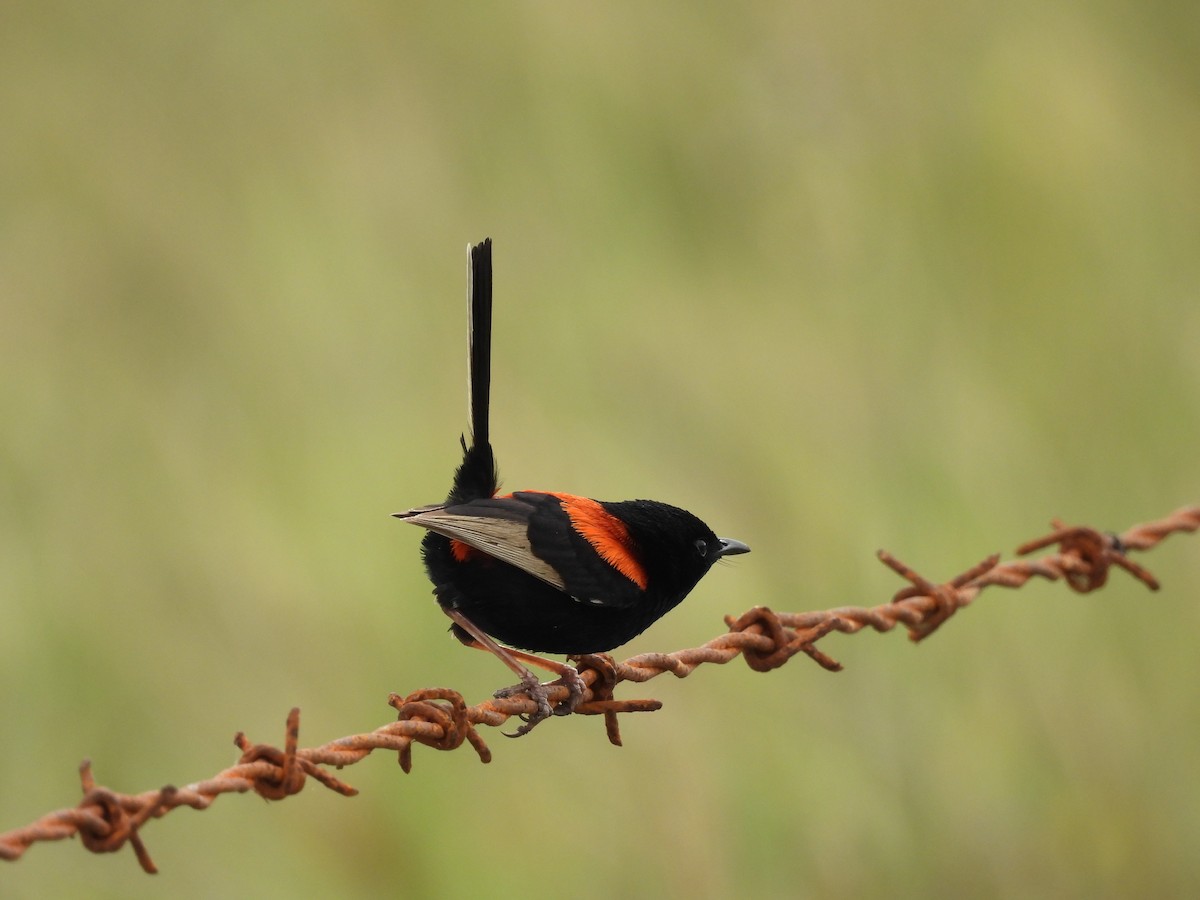 Red-backed Fairywren - ML623503942