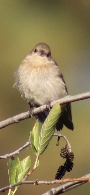 Lazuli Bunting - ML623503949