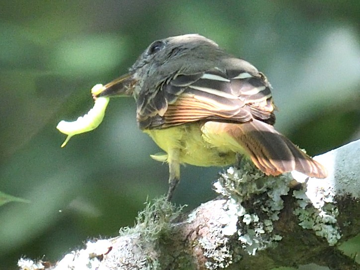 Great Crested Flycatcher - ML623503966