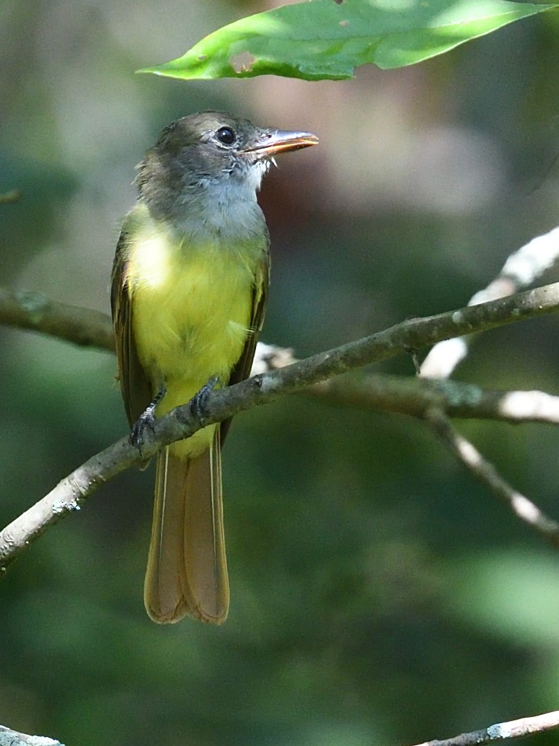 Great Crested Flycatcher - ML623503967