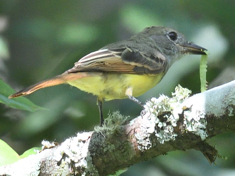 Great Crested Flycatcher - ML623503968